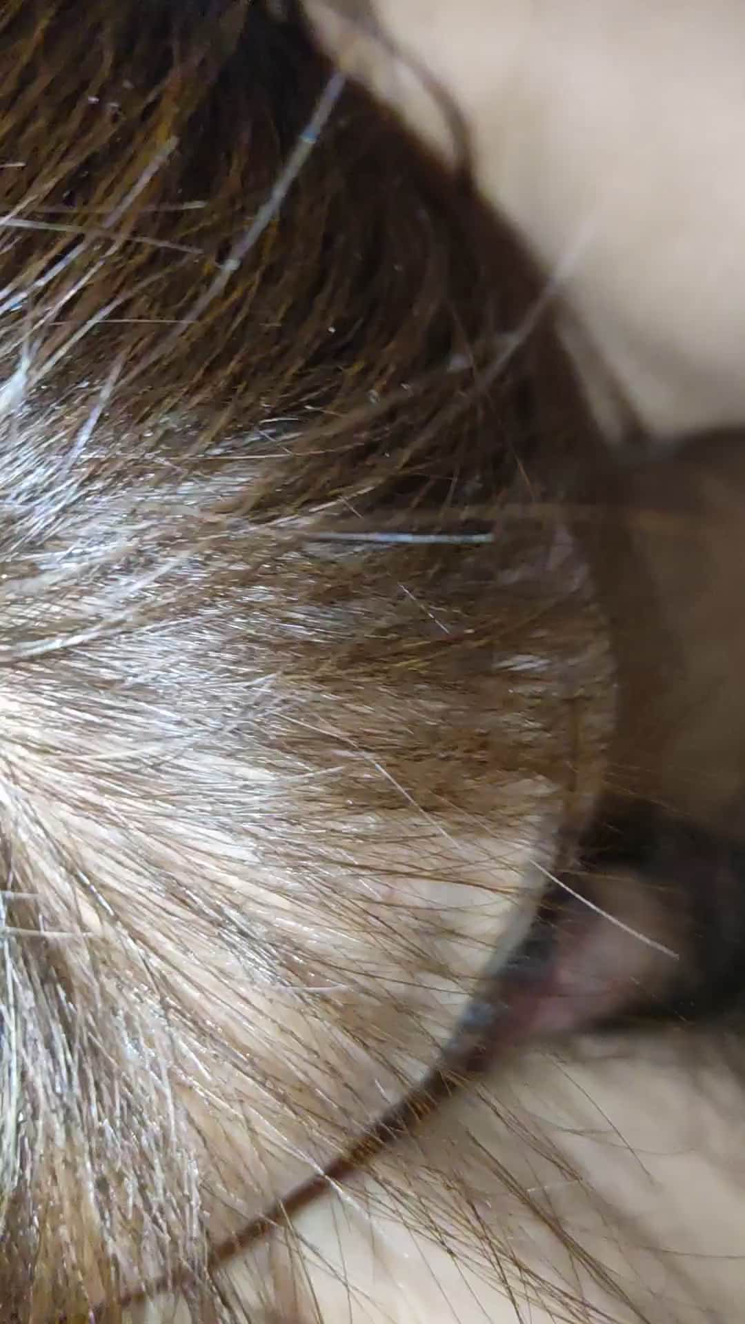 贵在真实，长春出轨人妻小妖精晶晶系列之电动床女上位油亮黑丝无套爆肏