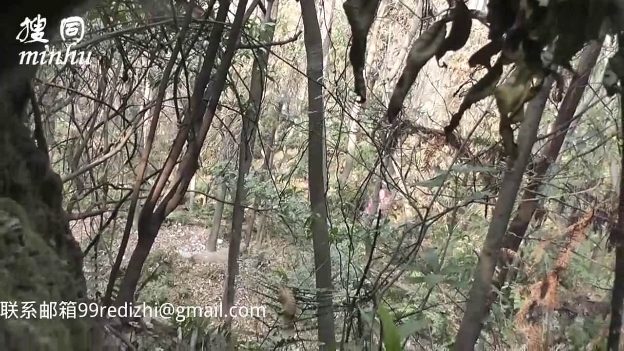 郊外公園密林裏2個猥瑣大叔與中年婦女啪啪野戰 輪流一個操另一個放哨 貌似有點猛